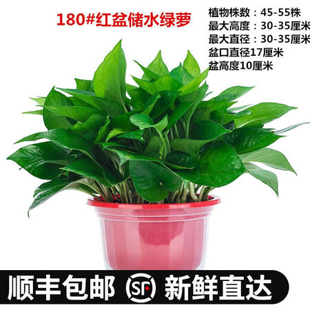 Fresh green plant plants large green floral plant hydroponic indoor balcony purification air red adult green globe + water storage tub Fresh green plant plants large green floral plant hydroponic indoor balcony purification air red adult green globe + water storage tub