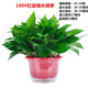 Fresh green plant plants large green floral plant hydroponic indoor balcony purification air red adult green globe + water storage tub Fresh green plant plants large green floral plant hydroponic indoor balcony purification air red adult green globe + water storage tub