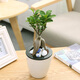 Potted green plants Wealth bamboo green sill Fortune tree gardenia Office plant indoor flower foliage plant small bonsai with flower pot Green sill water storage pot with potted plant Potted green plants Wealth bamboo green sill Fortune tree gardenia Office plant indoor flower foliage plant small bonsai with flower pot Green sill water storage pot with potted plant