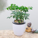 Potted green plants Wealth bamboo green sill Fortune tree gardenia Office plant indoor flower foliage plant small bonsai with flower pot Green sill water storage pot with potted plant Potted green plants Wealth bamboo green sill Fortune tree gardenia Office plant indoor flower foliage plant small bonsai with flower pot Green sill water storage pot with potted plant