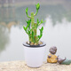 Potted green plants Wealth bamboo green sill Fortune tree gardenia Office plant indoor flower foliage plant small bonsai with flower pot Green sill water storage pot with potted plant Potted green plants Wealth bamboo green sill Fortune tree gardenia Office plant indoor flower foliage plant small bonsai with flower pot Green sill water storage pot with potted plant