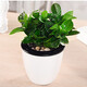 Potted green plants Wealth bamboo green sill Fortune tree gardenia Office plant indoor flower foliage plant small bonsai with flower pot Green sill water storage pot with potted plant Potted green plants Wealth bamboo green sill Fortune tree gardenia Office plant indoor flower foliage plant small bonsai with flower pot Green sill water storage pot with potted plant