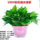 Fresh green plant plants large green floral plant hydroponic indoor balcony purification air red adult green globe + water storage tub Fresh green plant plants large green floral plant hydroponic indoor balcony purification air red adult green globe + water storage tub