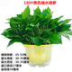 Fresh green plant plants large green floral plant hydroponic indoor balcony purification air red adult green globe + water storage tub Fresh green plant plants large green floral plant hydroponic indoor balcony purification air red adult green globe + water storage tub