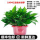 Fresh green plant plants large green floral plant hydroponic indoor balcony purification air red adult green globe + water storage tub Fresh green plant plants large green floral plant hydroponic indoor balcony purification air red adult green globe + water storage tub