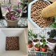 Ceramsite ball bottom flower pot bottom hydroponic gardening flowers potted succulent soil pottery particles flower-growing pavement stone soilless cultivation nutritious soil anti-rot root breathable water retention heat preservation rice large size 5 catties Ceramsite ball bottom flower pot bottom hydroponic gardening flowers potted succulent soil pottery particles flower-growing pavement stone soilless cultivation nutritious soil anti-rot root breathable water retention heat preservation rice large size 5 catties