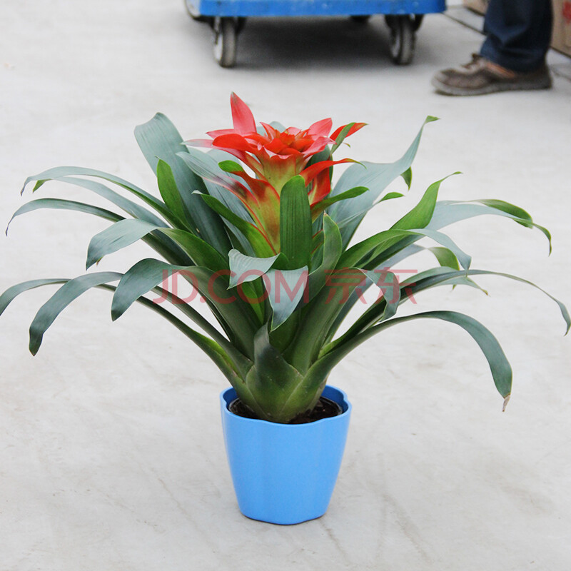 丽都】年宵花卉 室内花卉绿植盆栽 观赏凤梨 室