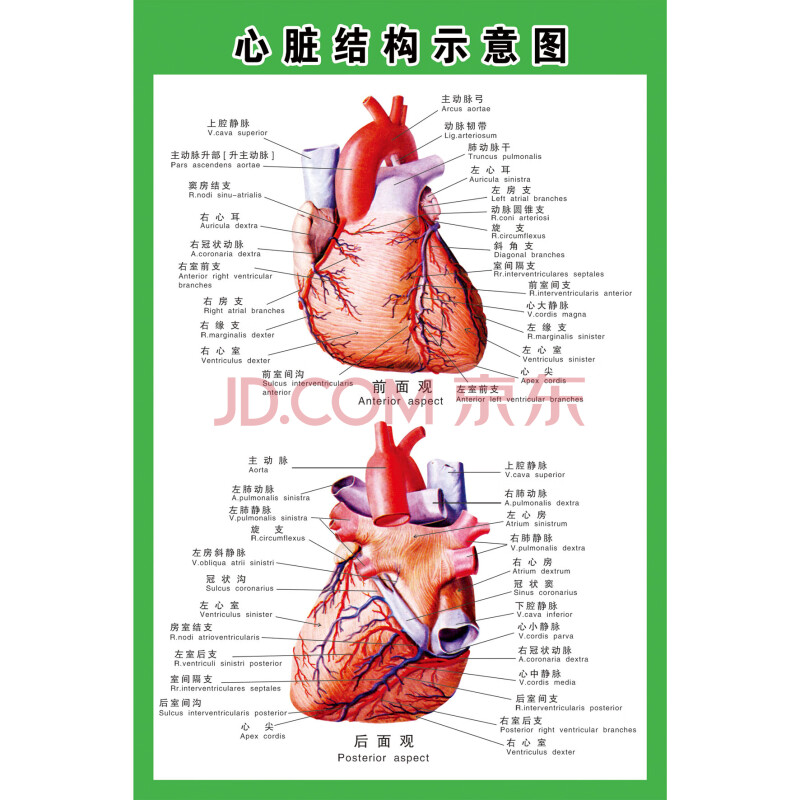 示意图医学宣传挂图人体器官心脏结构图医院海报 人体心脏解剖示意图