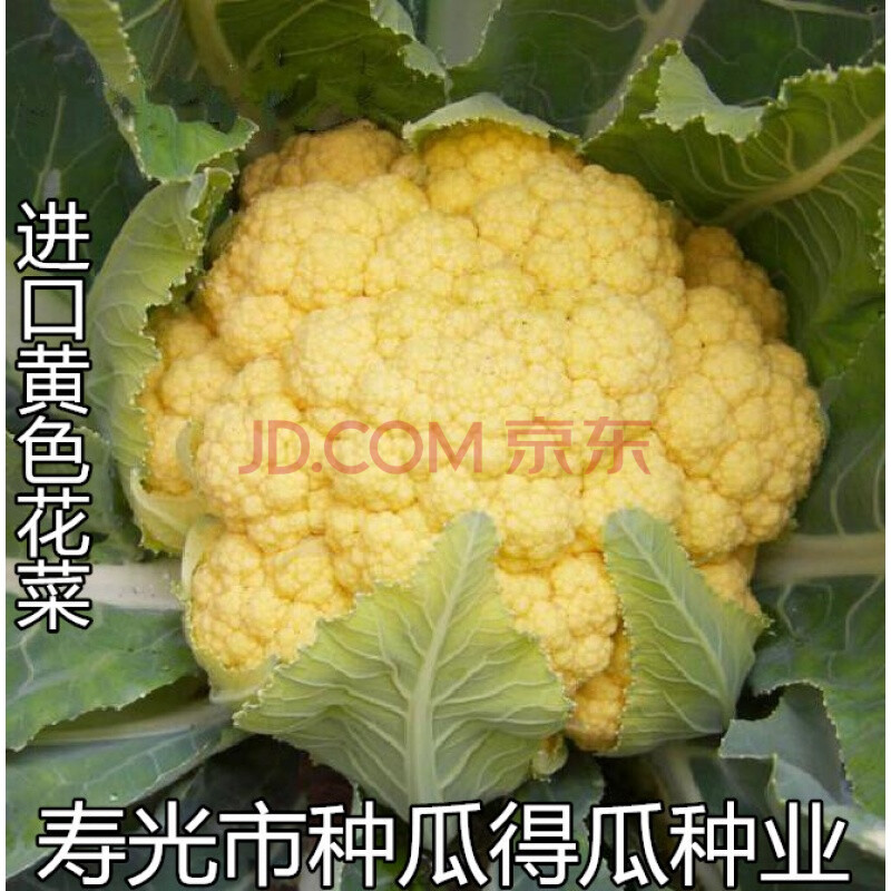进口宝塔花菜种子 青梗松绿黄绿紫西兰蓝花菜花种子春秋播四季播 进口