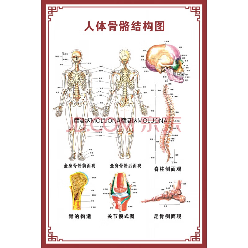 人体骨骼图挂图器官内脏结构图海报脊柱图解肌肉分布解剖图挂画 人体