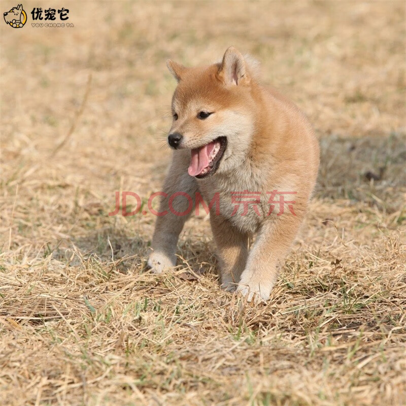 优宠它 柴犬活物 柴犬幼犬宠物狗狗活体 纯种血统小柴狗秋田犬赤柴豆