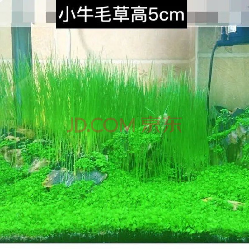 鱼缸装饰水草种子爱情草 对叶草 牛毛草 幸运草 前景草真植物造景