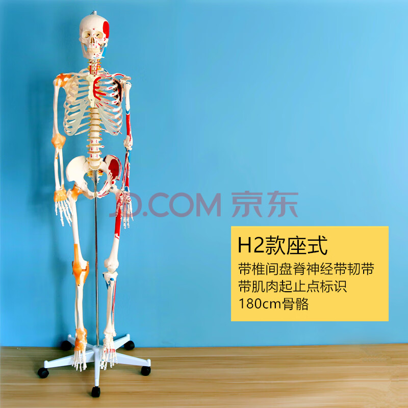 博朗晴医学人体骨骼模型骨架全身小白仿真可拆卸带肌肉玩具 h2款1:1