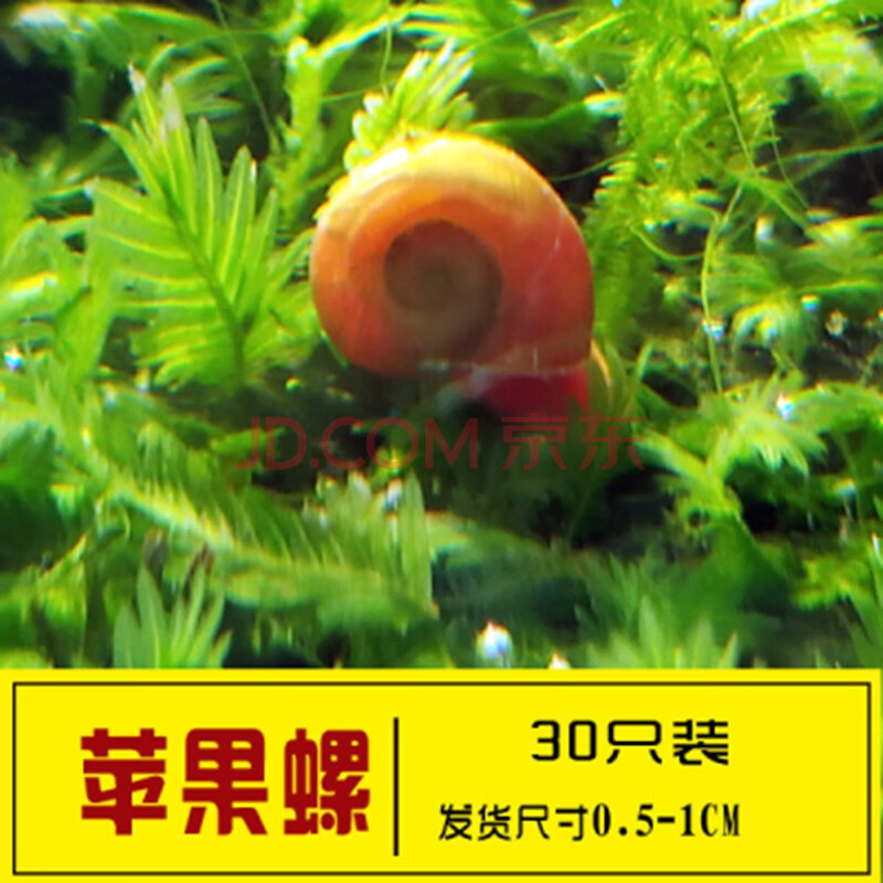 宝塔螺水族箱鱼缸宠物大黄蜂螺杀手螺水草缸清洁工具螺活体1019狮湾