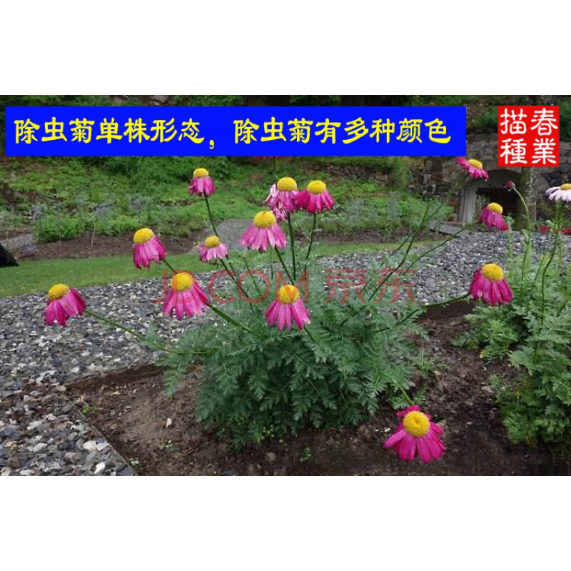 波思菊【除虫菊种子】驱蚊香草花种子四季播春冬天秋播新手易种室内