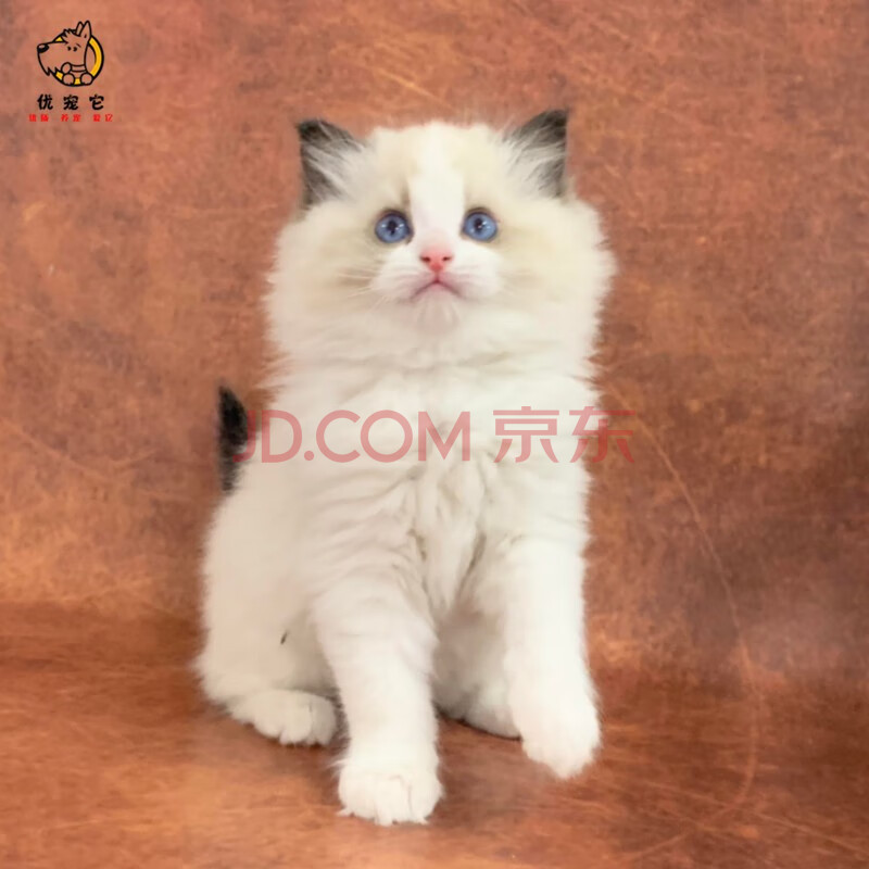 纯种血统布偶宠物猫幼猫海豹双色重点色海双白手套布偶猫幼崽蓝双布偶