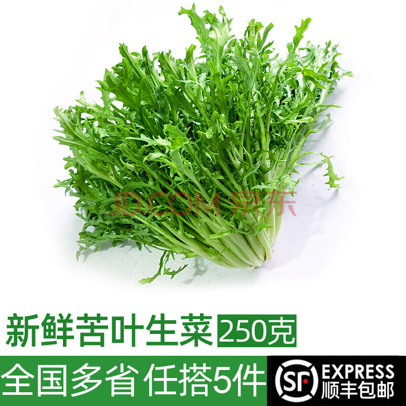 绿食者新鲜苦菊250g苦细叶苦叶生菜狗牙菜苦苣蔬菜沙拉健康轻食食材