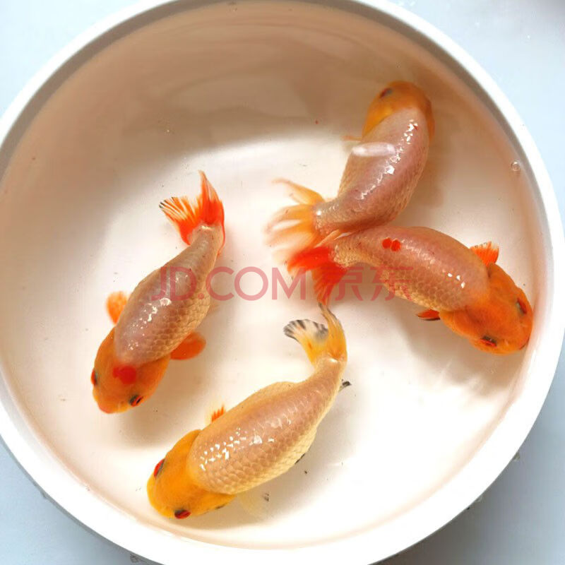 蝶尾金鱼观赏鱼苗冷水观赏红狮子头好养耐活淡水鱼活体 玉兔兰寿2条(5