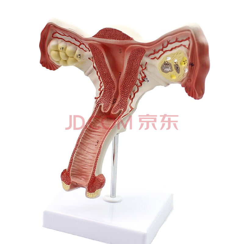 颐诺 人体医学女性子宫模型 妇科教学教具卵巢生殖结构解剖模型妇科妇