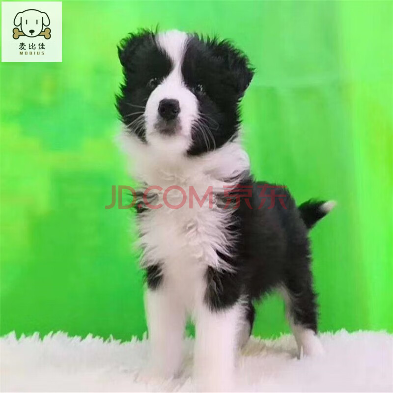 聪明边境狗七百到位牧羊犬纯种边牧幼崽活体宠物狗狗活体边境牧羊犬