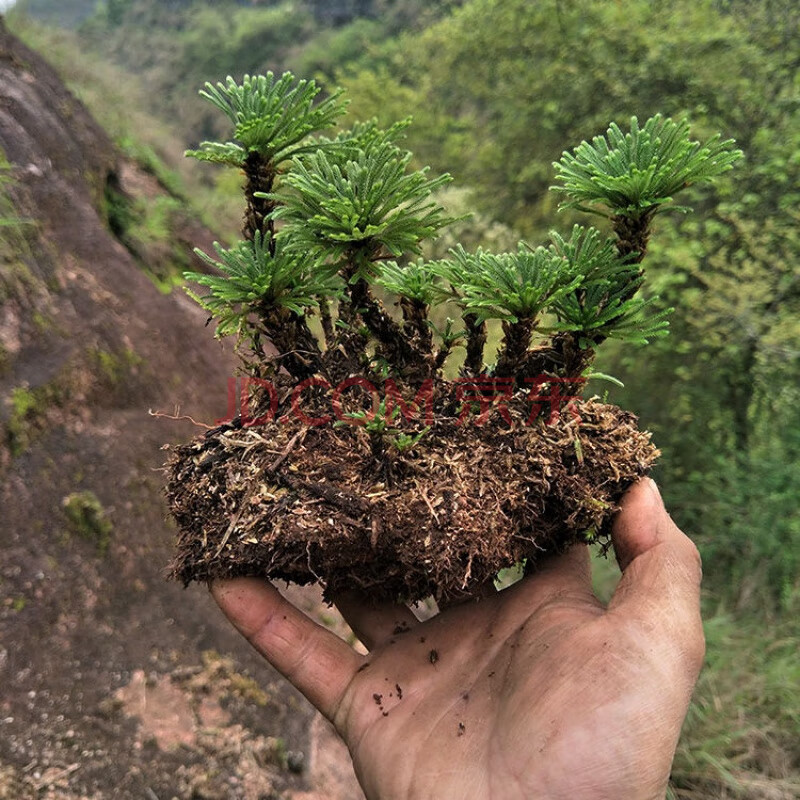 沪缘野生卷柏盆栽九死还魂草苗耐寒四季常青小植物学生绿植小盆栽客厅