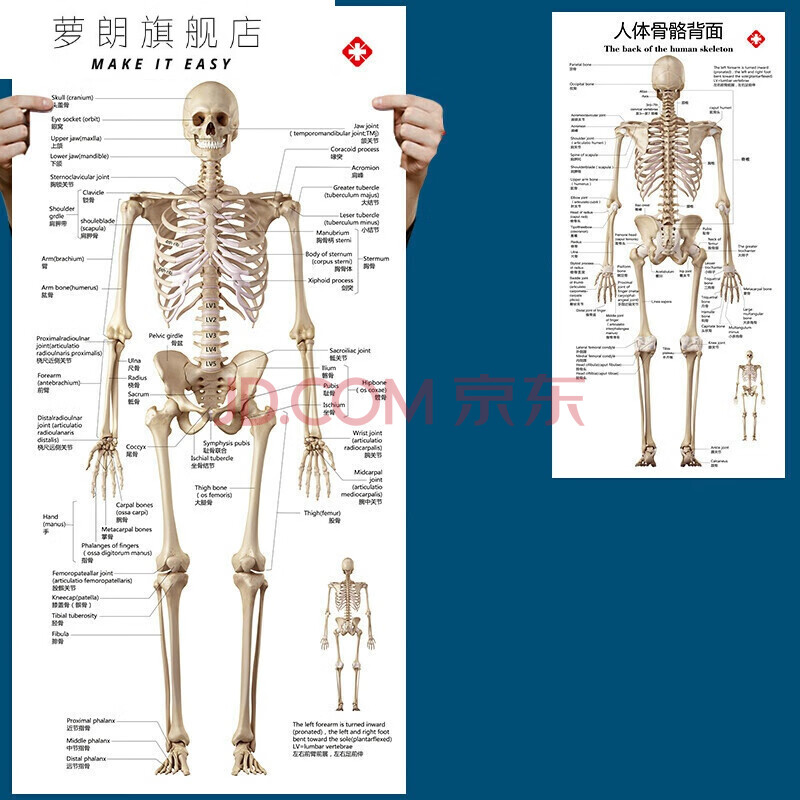 萝朗 标准人体骨骼图大挂图片全身高清人体骨骼结构图解剖图全身海报