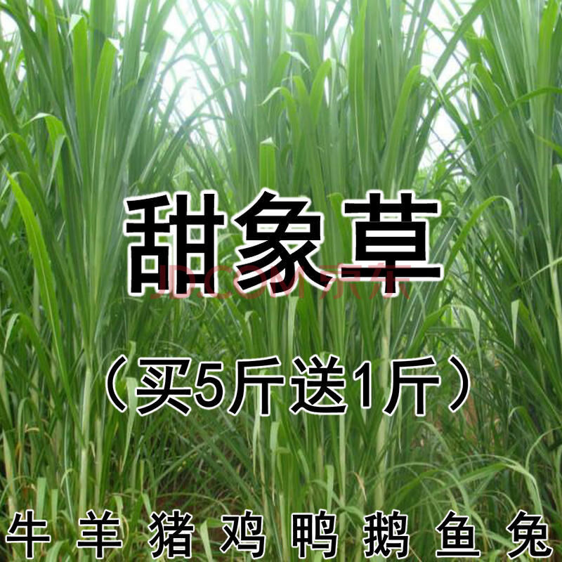 台湾甜象草种孑养殖畜牧多年生四季种子养牛田象草喂牛的饲料草种 甜
