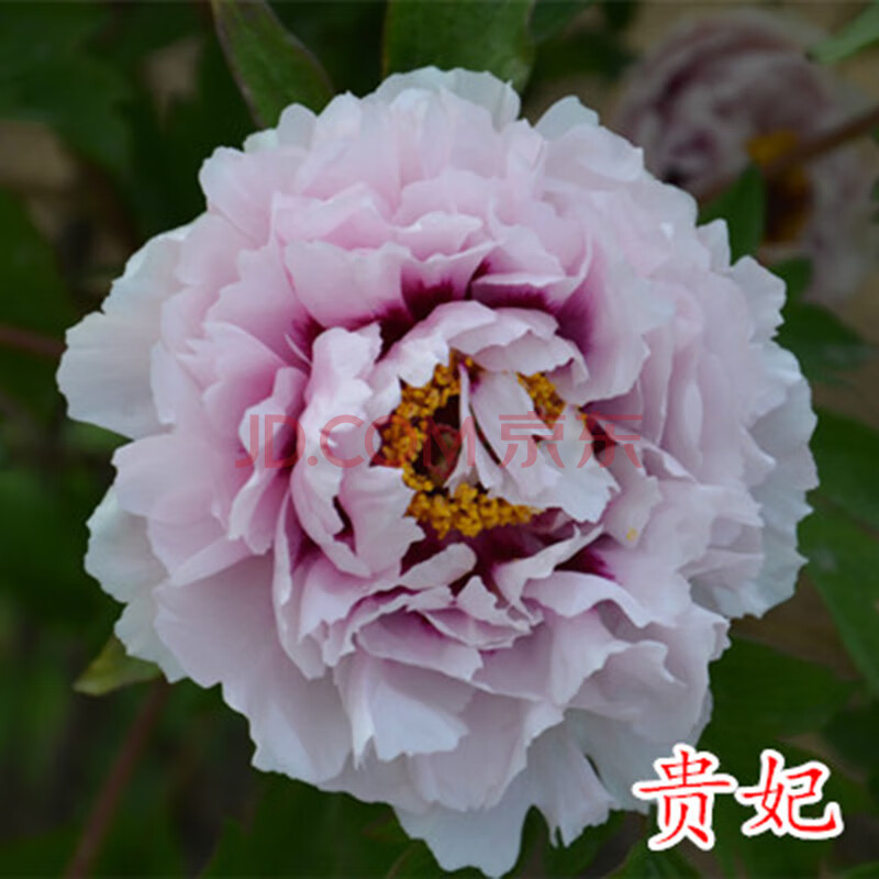 乐诗曼牡丹花苗大苗洛阳正宗牡丹王泽花王四季观赏牡丹花盆栽 贵妃3-4