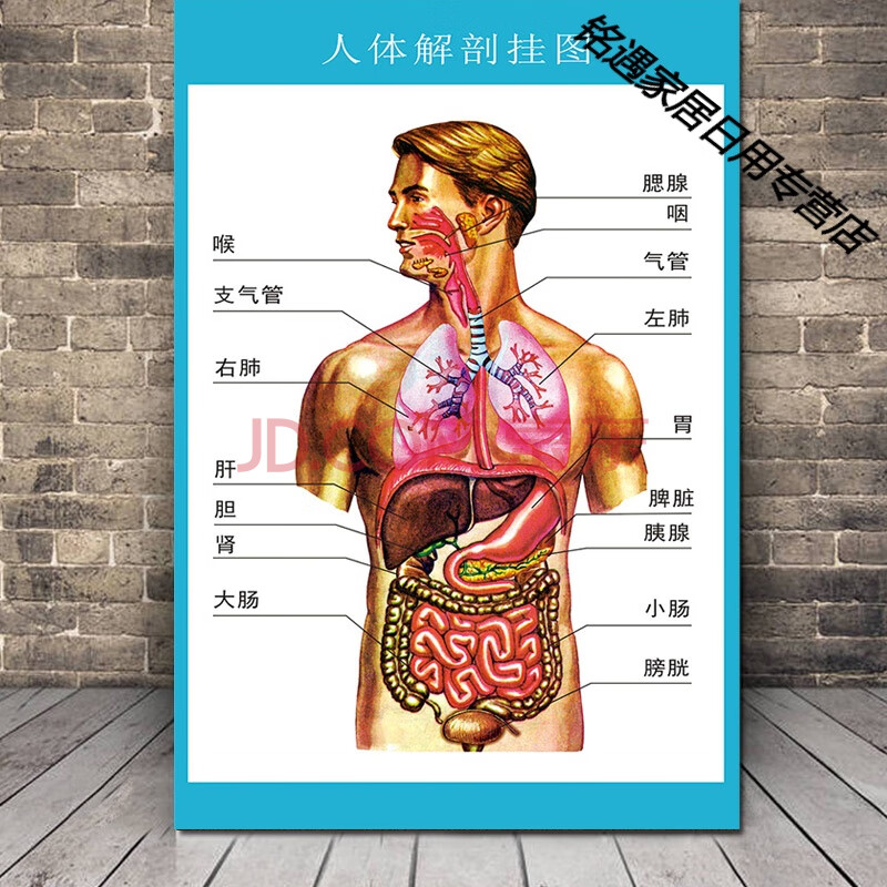 人体解剖图结构示意图人体内脏器官骨骼肌肉构造挂图全身解刨图片 1