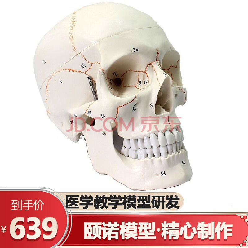 1医学用高端仿真成人人体头骨模型头颅骨模型头骨口腔颅骨模型解剖