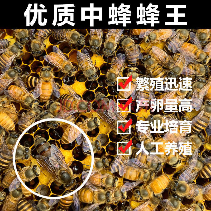 精选中蜂王种王蜜蜂产卵交尾王活体王阿坝双色新开产王土蜂王 高山王