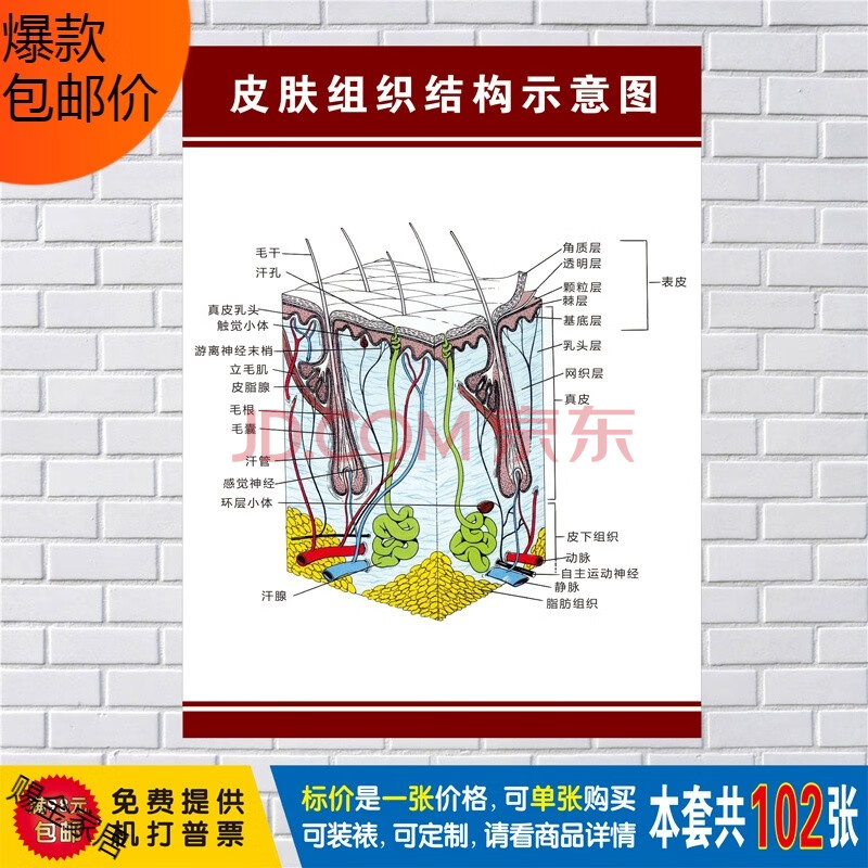 解剖大挂图人体器官解剖图示意图海报展板定制 皮肤组织结构示意图 90