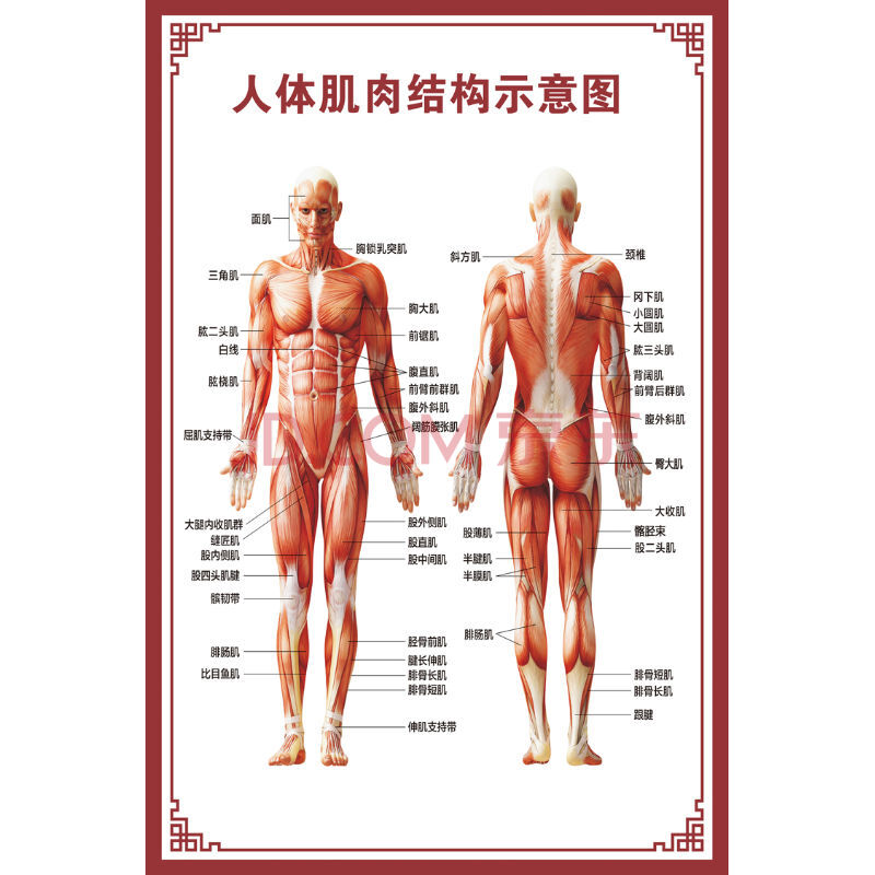 器官内脏结构图海报脊柱图解肌肉分布解剖图挂画 人体肌肉结构示意图