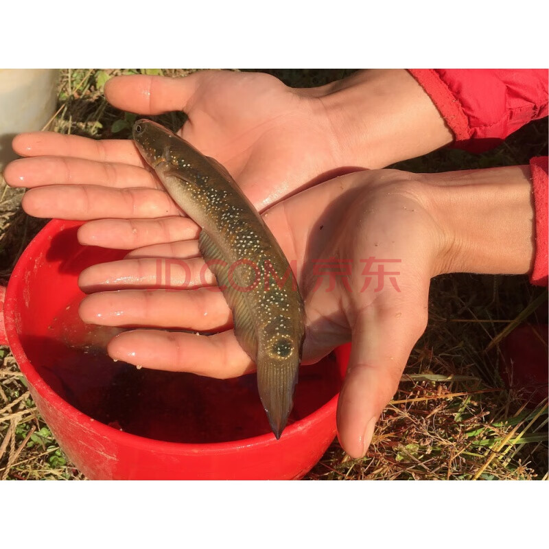 萌萌哒七星鱼雷龙淡水冷水鱼观赏鱼原生鱼月鳢凶猛鱼人气 七星鱼16-22