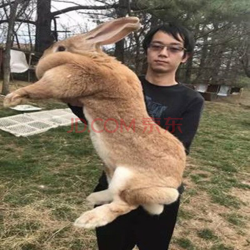 【店铺推荐】巨型喜马拉雅兔子活大型幼兔一对幼崽大流士肉兔活物家养
