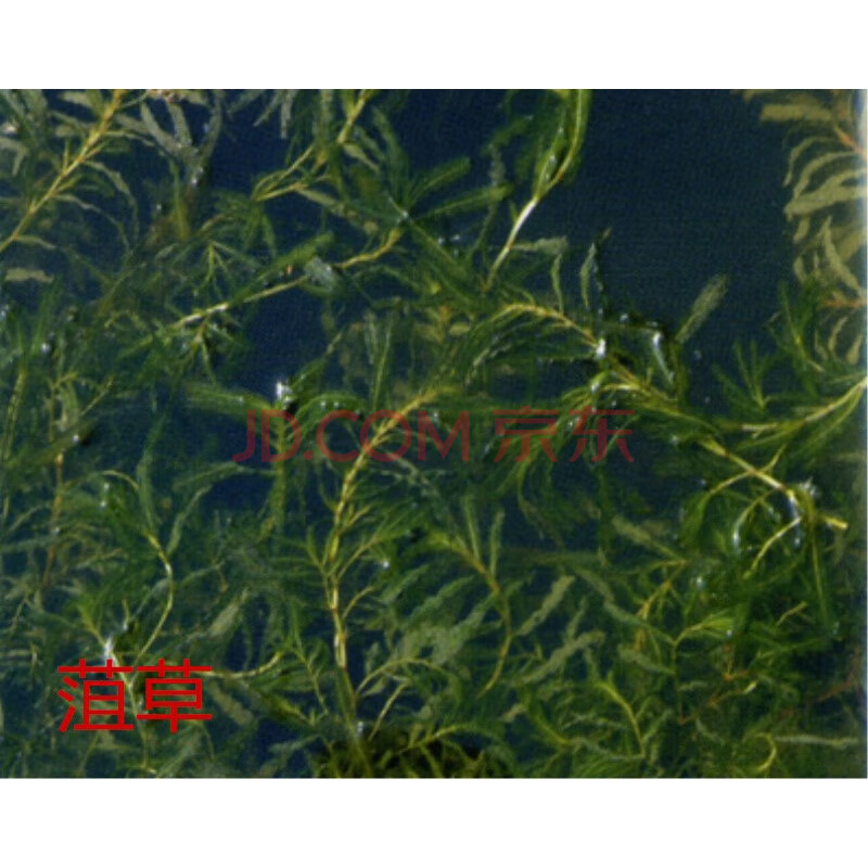 水草种孑鱼塘水草种籽种子淡水四季伊乐藻造景水下混合小龙虾莫斯