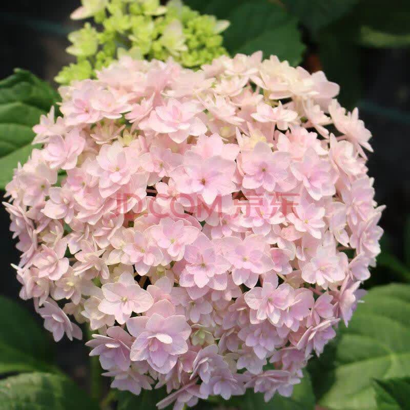 蓝桂圆(languiyuan)绣球花花苗盆栽花卉植物室内好养花四季开花不断