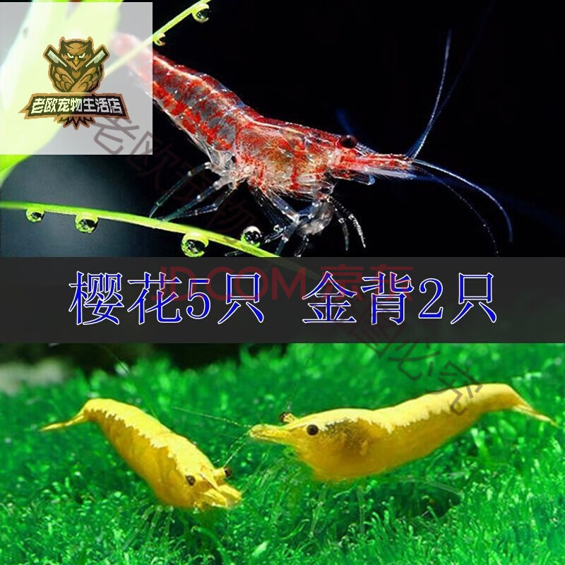 观赏虾活体宠物米虾水晶虾除藻虾樱花虾极火虾淡水冷水鱼缸清洁虾
