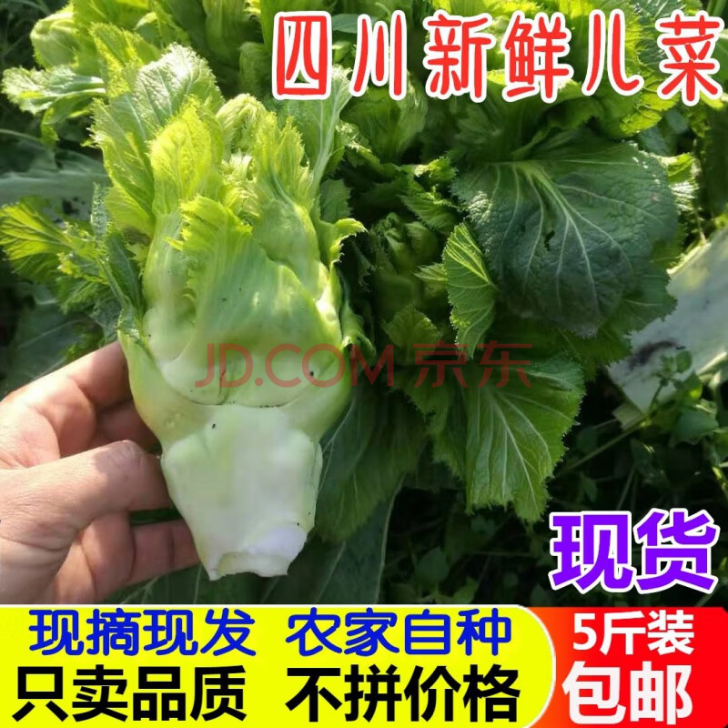 贵州儿菜新鲜娃菜抱儿菜芥菜小儿仔儿子疙瘩母子菜泡菜5斤 5斤 母体带