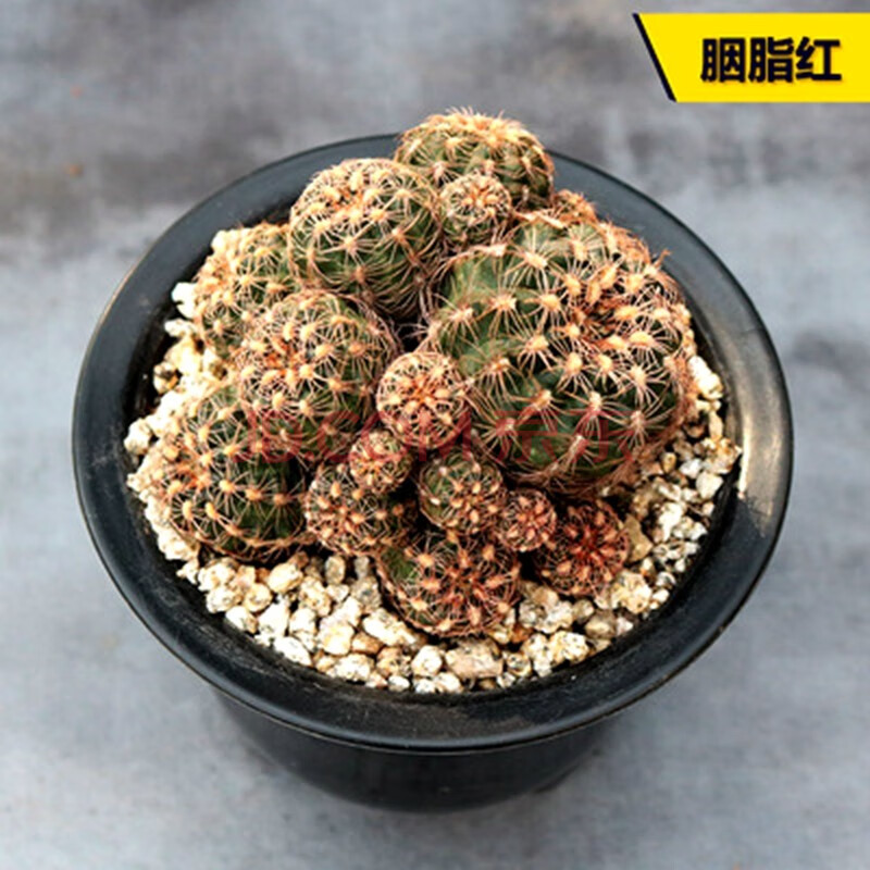 花络阁 群生仙人球合集 开花大颗紫丽丸 群宝山群组合套餐 胭脂红