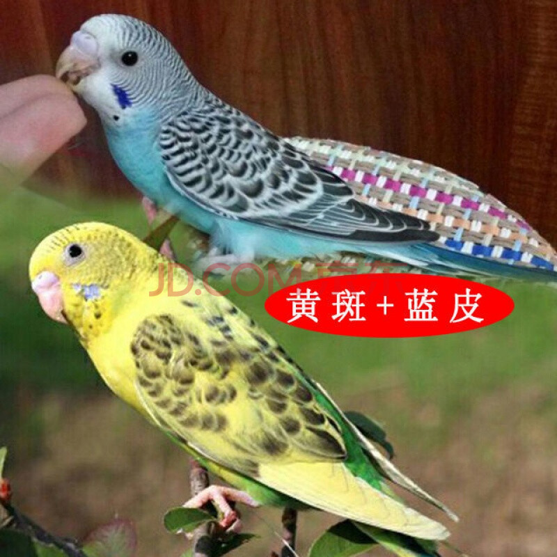 鹦鹉活体手玩鸟能学说话的鹦鹉宠物鸟鹦鹉活体鹦鹉送运输笼 蓝皮 黄云