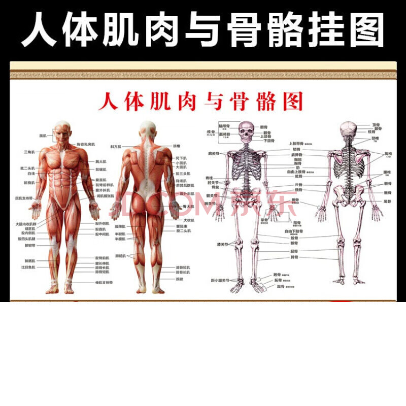 纤雅洁人体骨骼图大挂图器官人体内脏结构图穴位图人体肌肉解剖图大