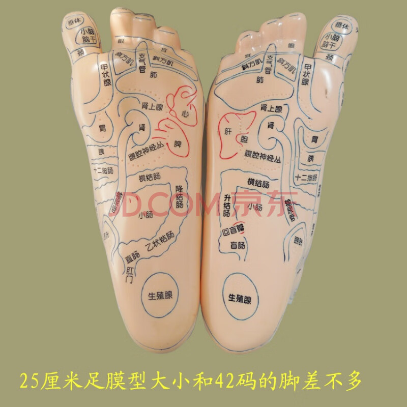 子彧ziyu 足部脚部脚底经络足底穴位按摩推拿足脚反射区模型足底三角