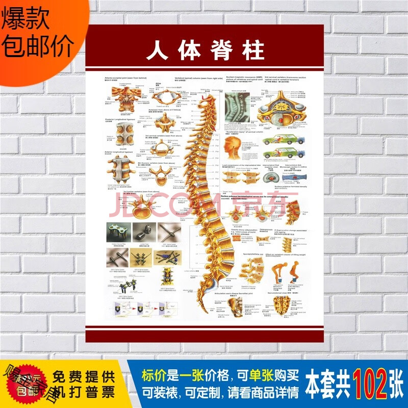 人体肌肉图解结构解剖大挂图人体器官解剖图示意图海报展板定制人体