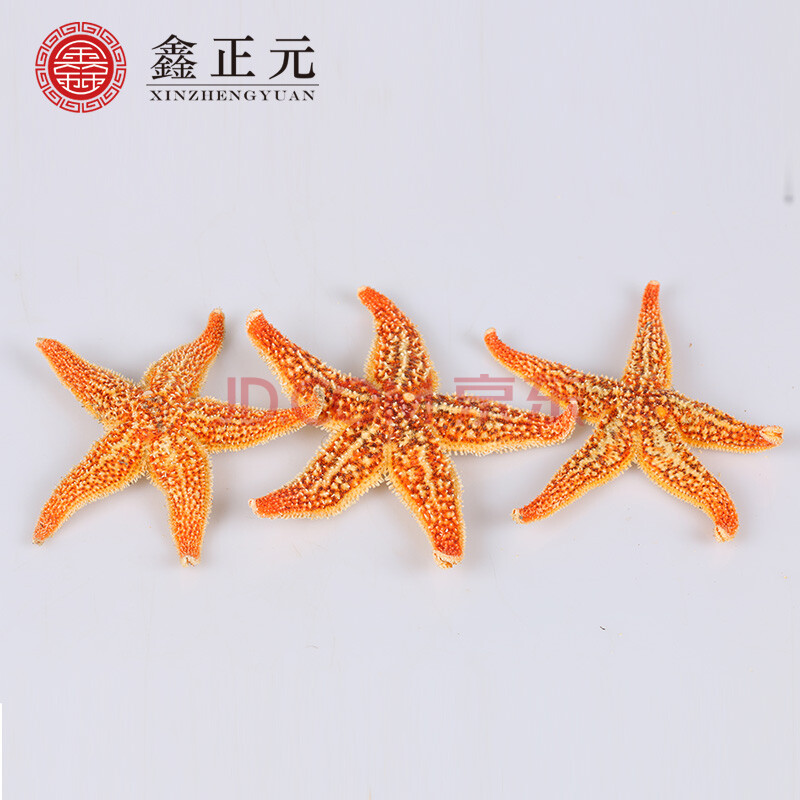 鑫正元 海星干海星 海南海星干货 海燕 海南干海星 可做泡酒料 海星