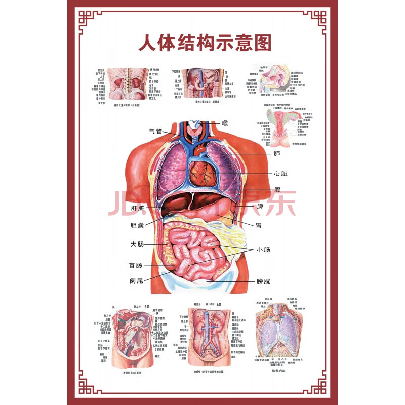 人体内脏解剖示意图医学骨骼肌肉器官血管血液结构图医院海报 人体