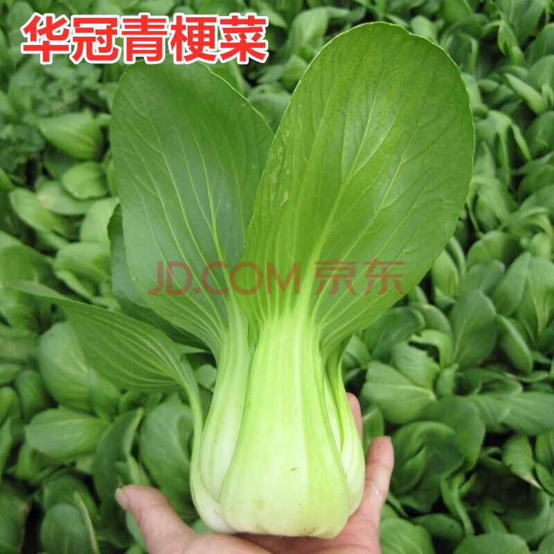 苏州青有机油菜种籽青梗小白菜青菜菜研日本进口华冠青梗菜100克罐装