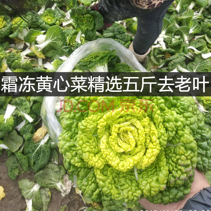 五斤农家蔬菜黄心乌青菜冬白菜菊花心新鲜菜霜冻黑心乌菜5斤 5斤