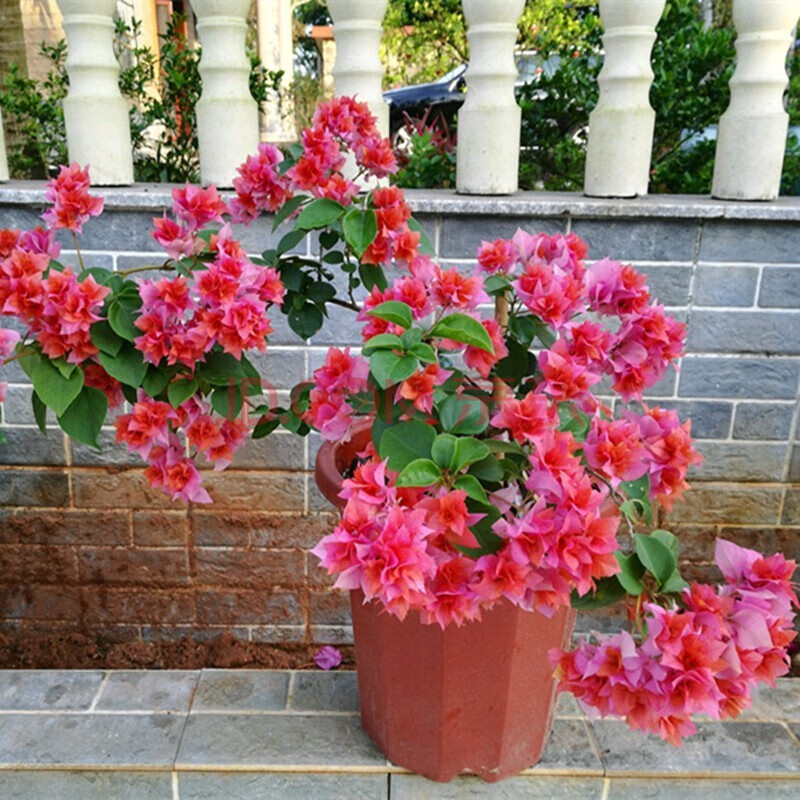 三角梅树苗 盆栽室内阳台爬藤植物勒杜鹃花苗 重瓣大苗庭院花卉盆景四