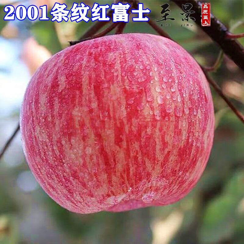 2001条纹红富士 9年苗结果很多